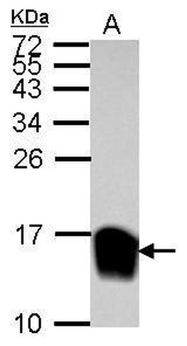 Galectin 1 Antibody in Western Blot (WB)