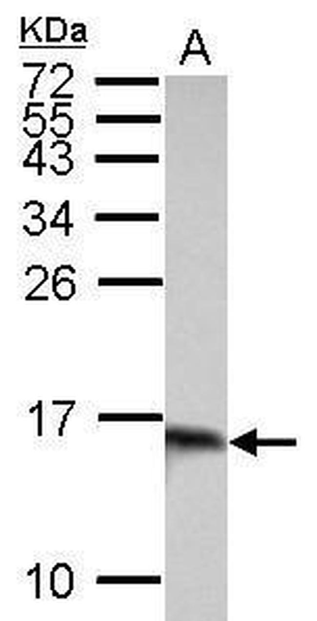 Galectin 1 Antibody in Western Blot (WB)