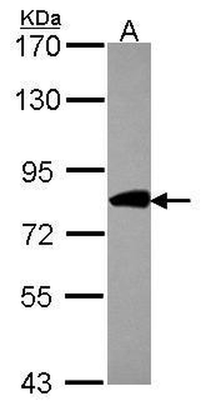 COG2 Antibody in Western Blot (WB)