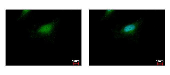 BLZF1 Antibody in Immunocytochemistry (ICC/IF)