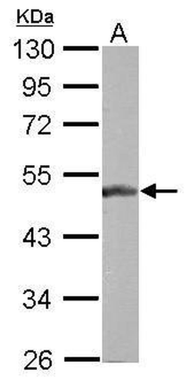 BLZF1 Antibody in Western Blot (WB)