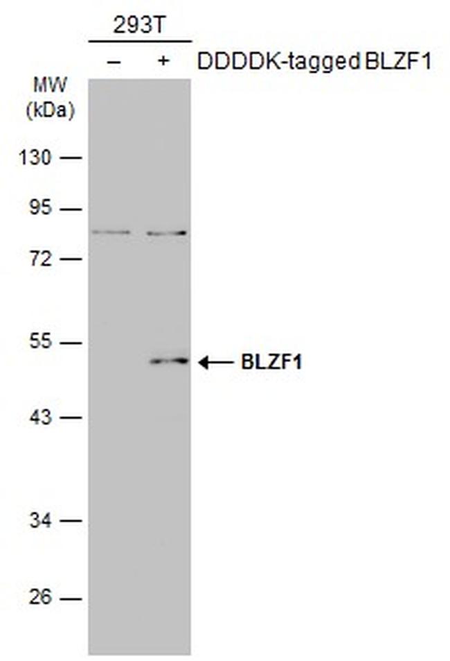 BLZF1 Antibody in Western Blot (WB)