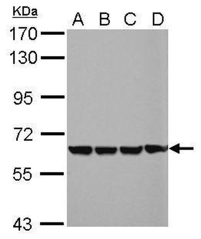 EHD4 Antibody in Western Blot (WB)