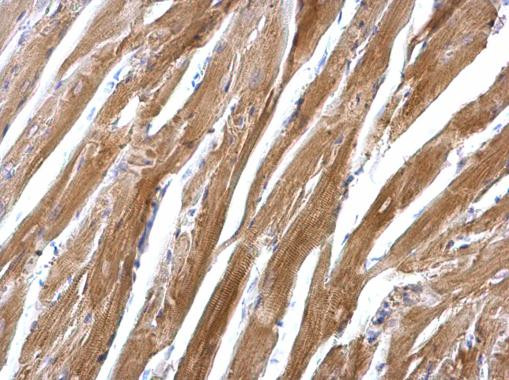 SGCE Antibody in Immunohistochemistry (Paraffin) (IHC (P))