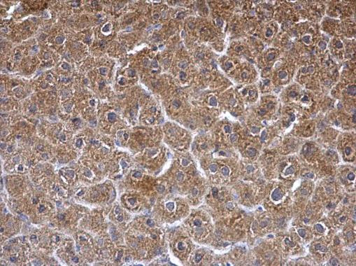 SGCE Antibody in Immunohistochemistry (Paraffin) (IHC (P))