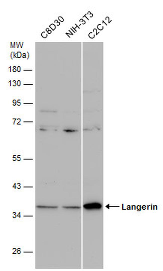 Langerin Antibody in Western Blot (WB)