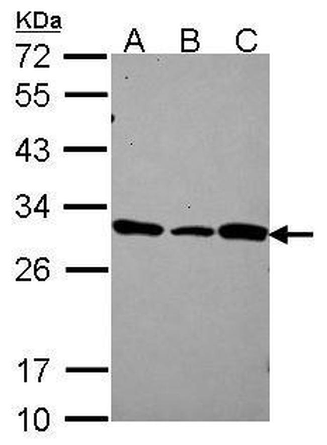 DCUN1D1 Antibody in Western Blot (WB)