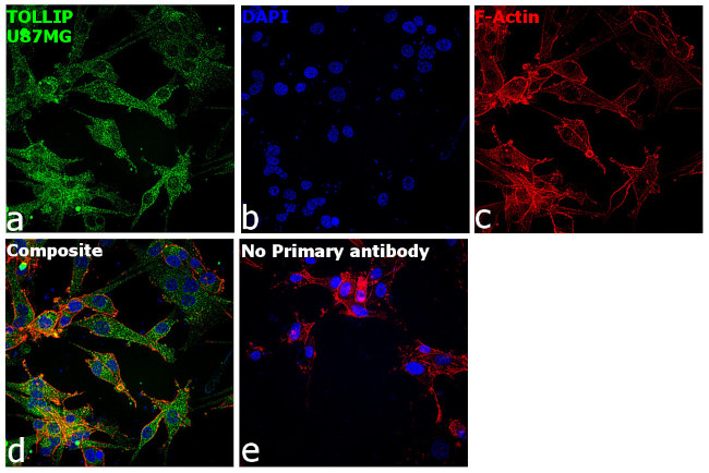 TOLLIP Antibody in Immunocytochemistry (ICC/IF)