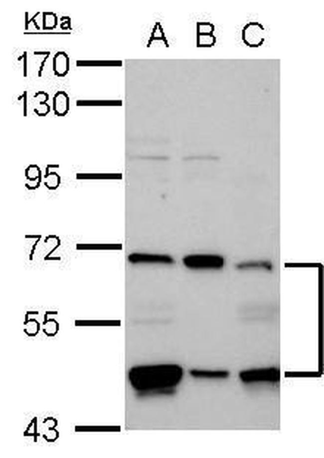 P4HTM Antibody in Western Blot (WB)