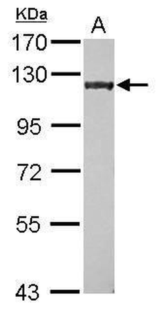 p400 Antibody in Western Blot (WB)