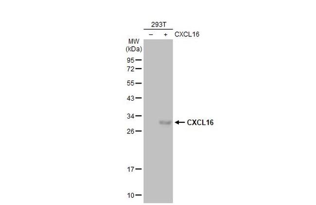 CXCL16 Antibody in Western Blot (WB)