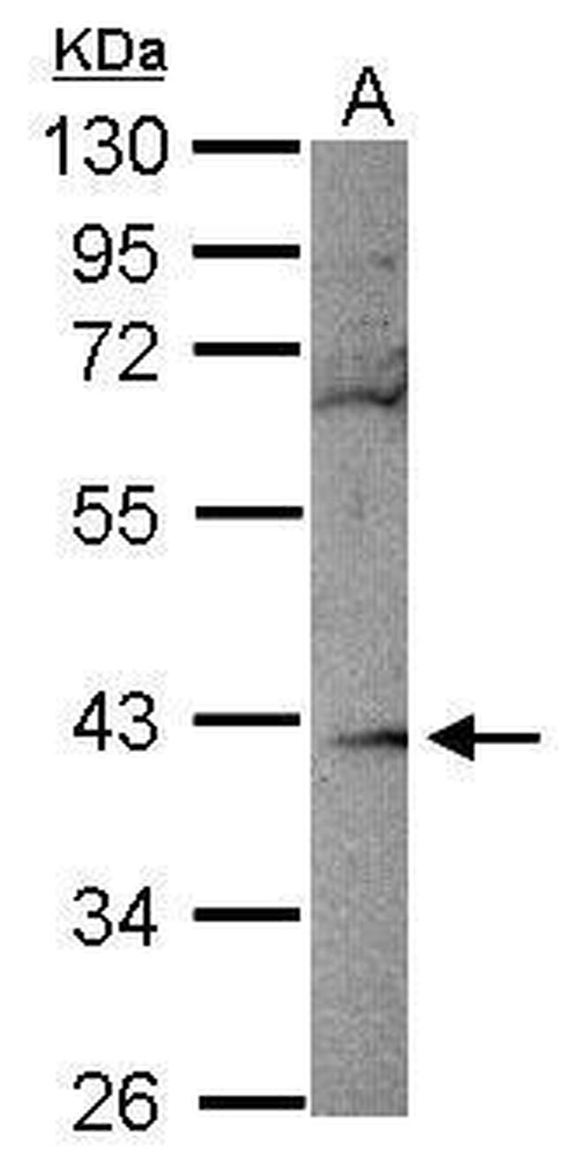 RBKS Antibody in Western Blot (WB)