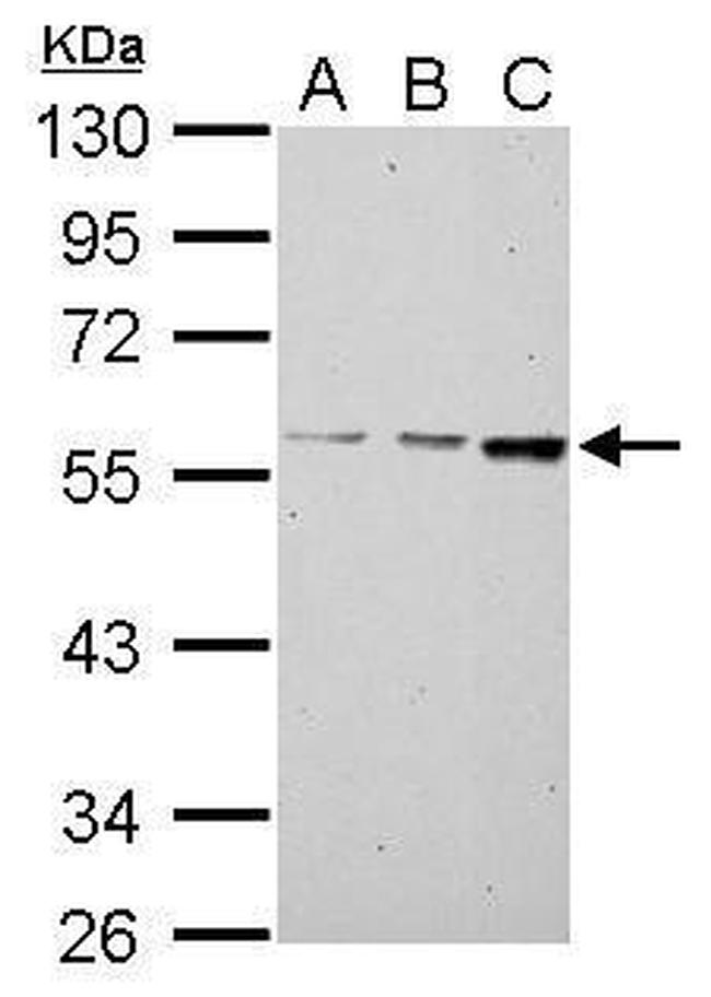 MCCC2 Antibody in Western Blot (WB)