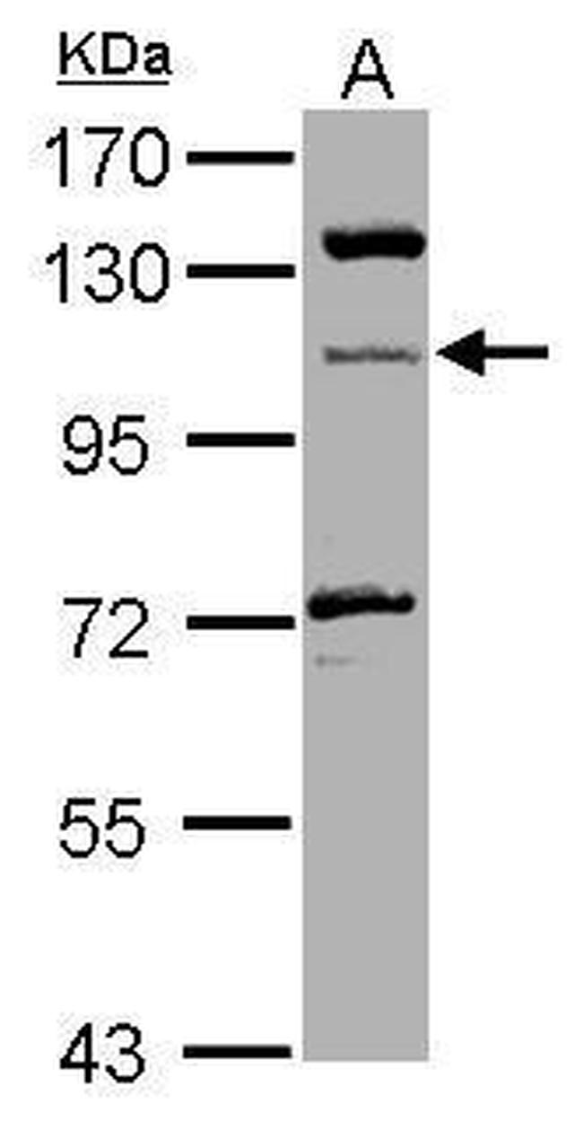 MICAL1 Antibody in Western Blot (WB)