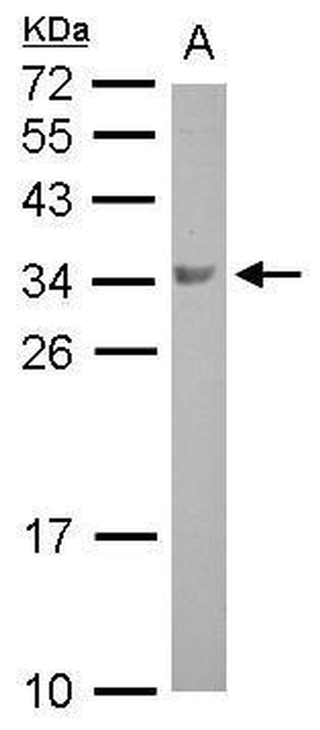 BOLL Antibody in Western Blot (WB)