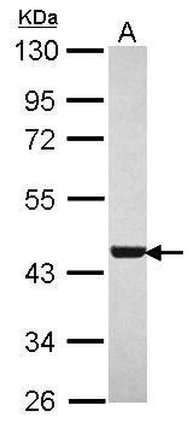 WDR77 Antibody in Western Blot (WB)