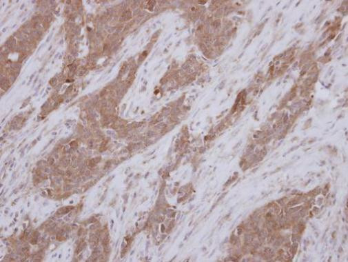 TEKT1 Antibody in Immunohistochemistry (Paraffin) (IHC (P))