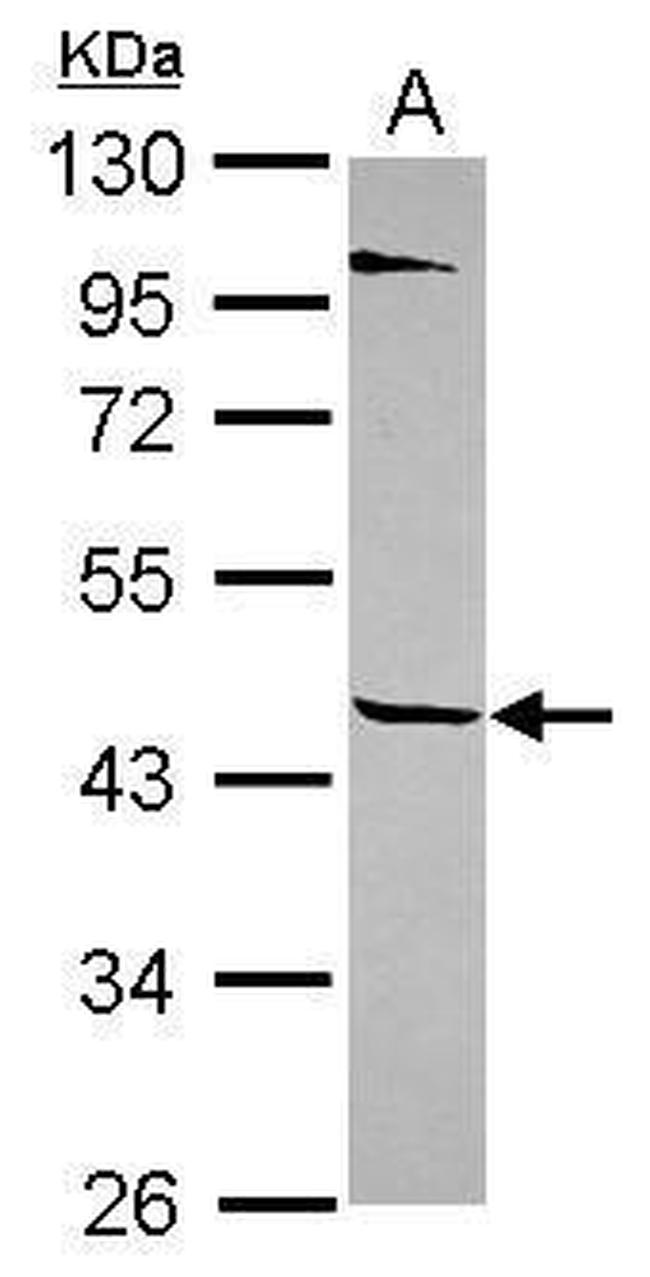 TEKT1 Antibody in Western Blot (WB)