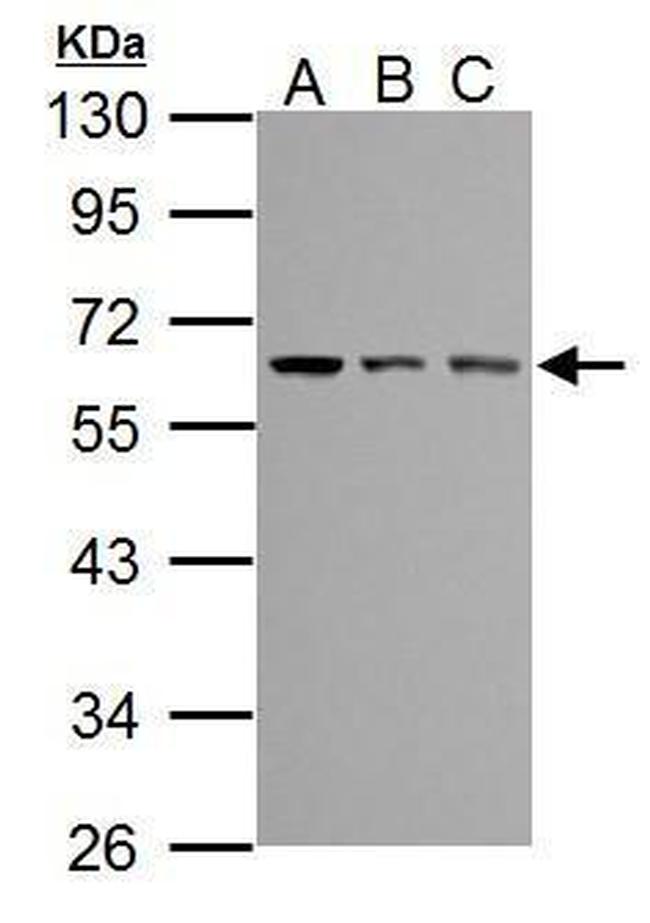 TEM8 Antibody in Western Blot (WB)