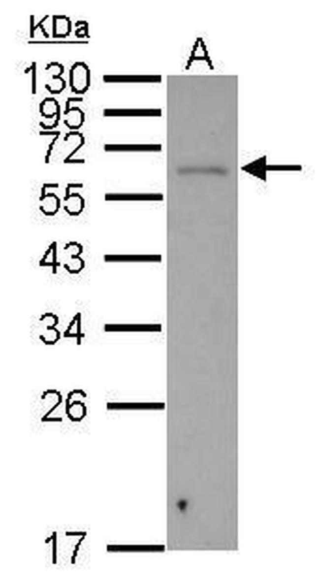 SGOL1 Antibody in Western Blot (WB)