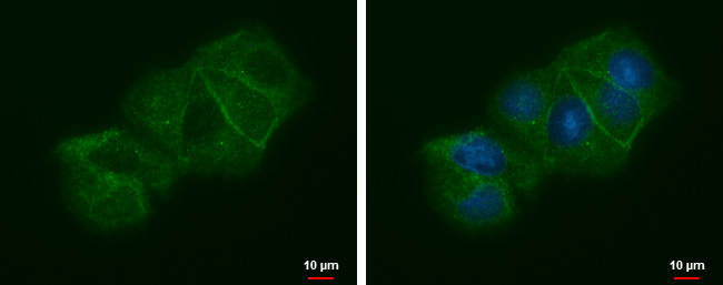 LIN7A Antibody in Immunocytochemistry (ICC/IF)