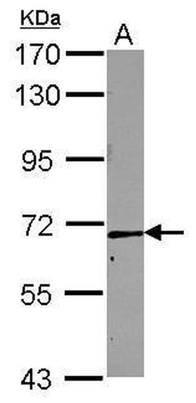RRN3 Antibody in Western Blot (WB)