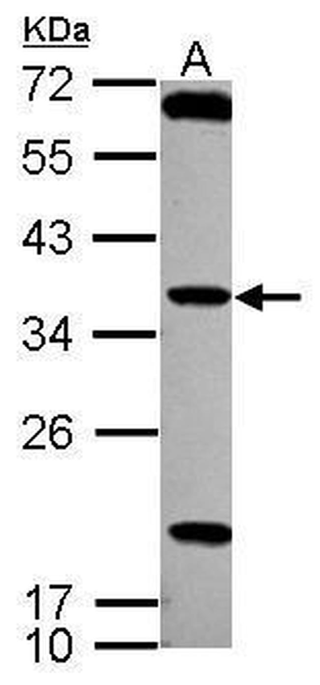 TSSK4 Antibody in Western Blot (WB)