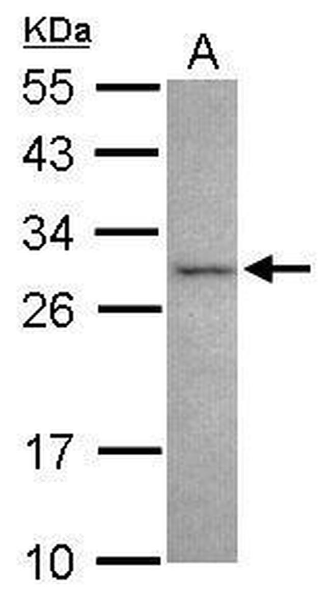 NRBP2 Antibody in Western Blot (WB)