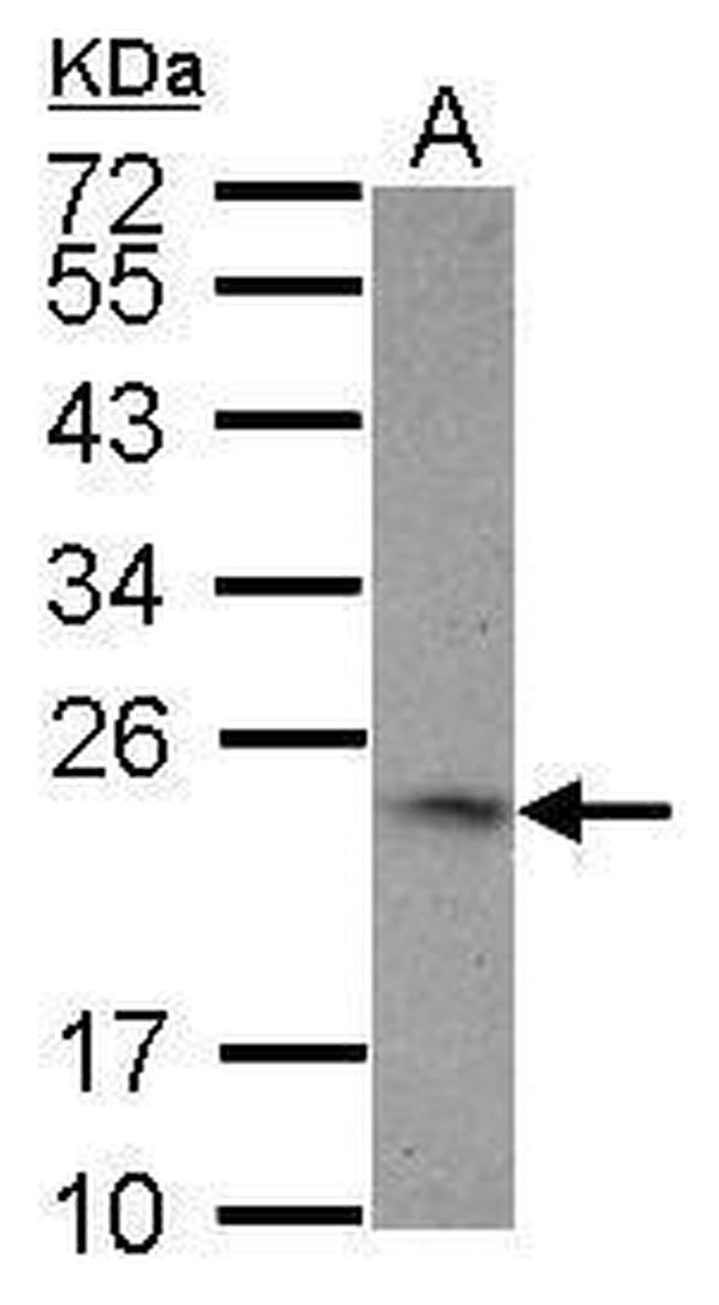 4-1BB Ligand Antibody in Western Blot (WB)
