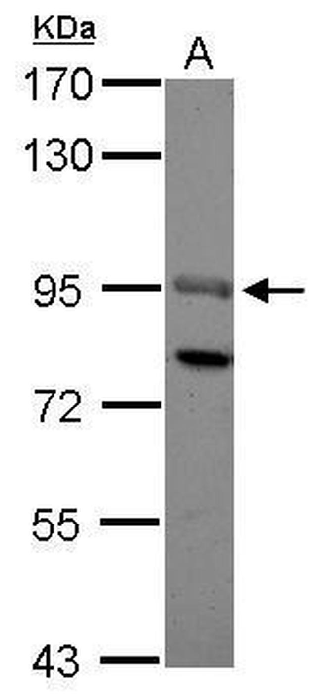 SOX13 Antibody in Western Blot (WB)