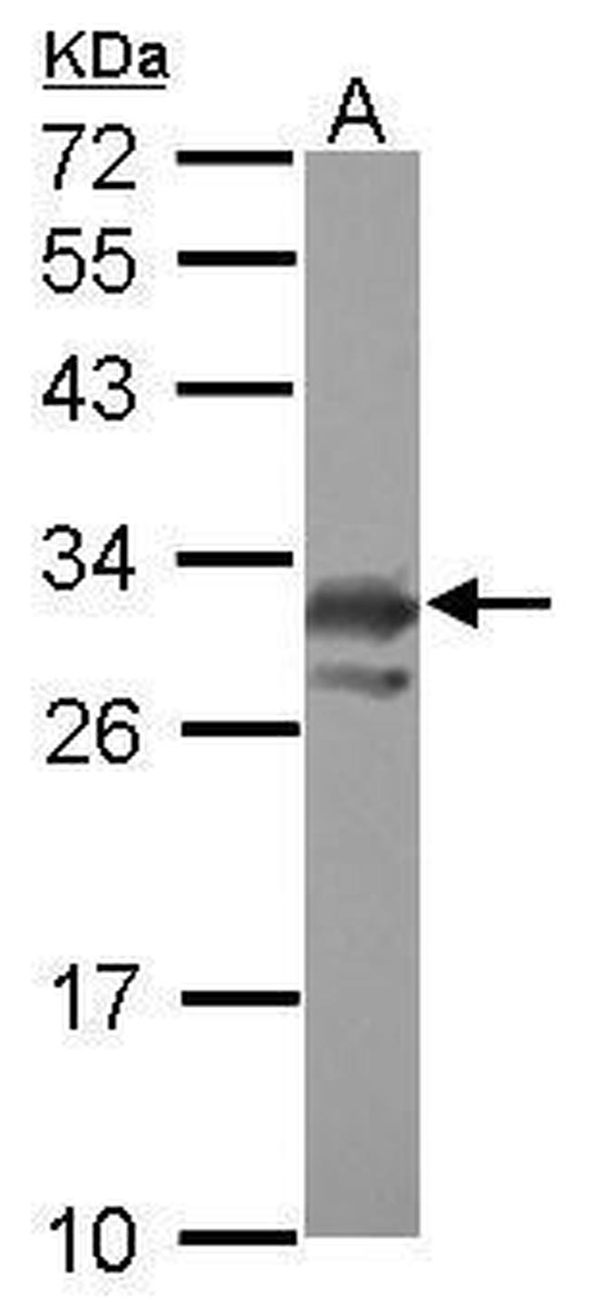 PCMT1 Antibody in Western Blot (WB)