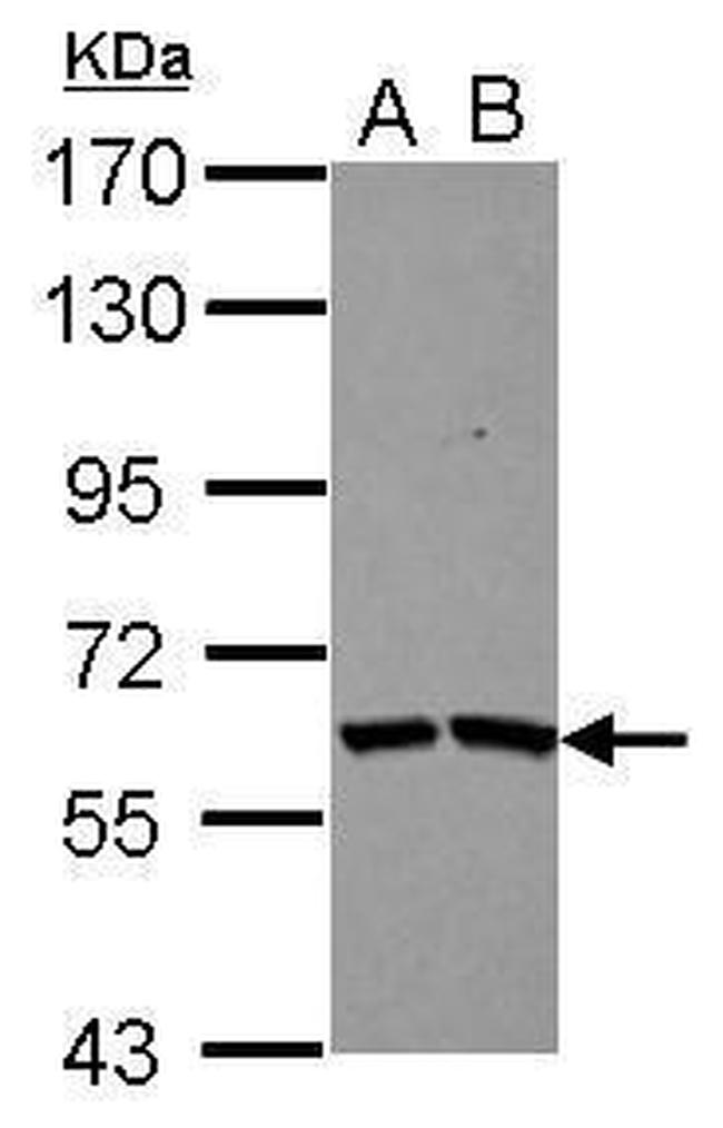 TSKS Antibody in Western Blot (WB)