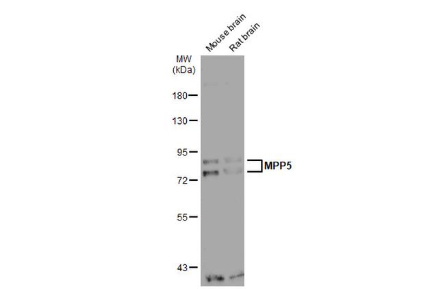 MPP5 Antibody in Western Blot (WB)