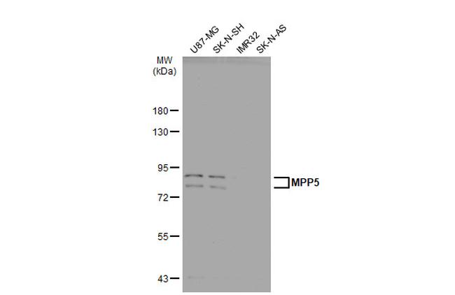 MPP5 Antibody in Western Blot (WB)