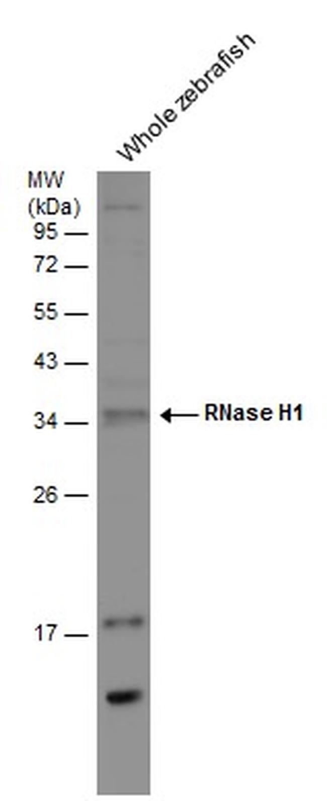 RNaseH1 Antibody in Western Blot (WB)