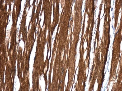 MRRF Antibody in Immunohistochemistry (Paraffin) (IHC (P))