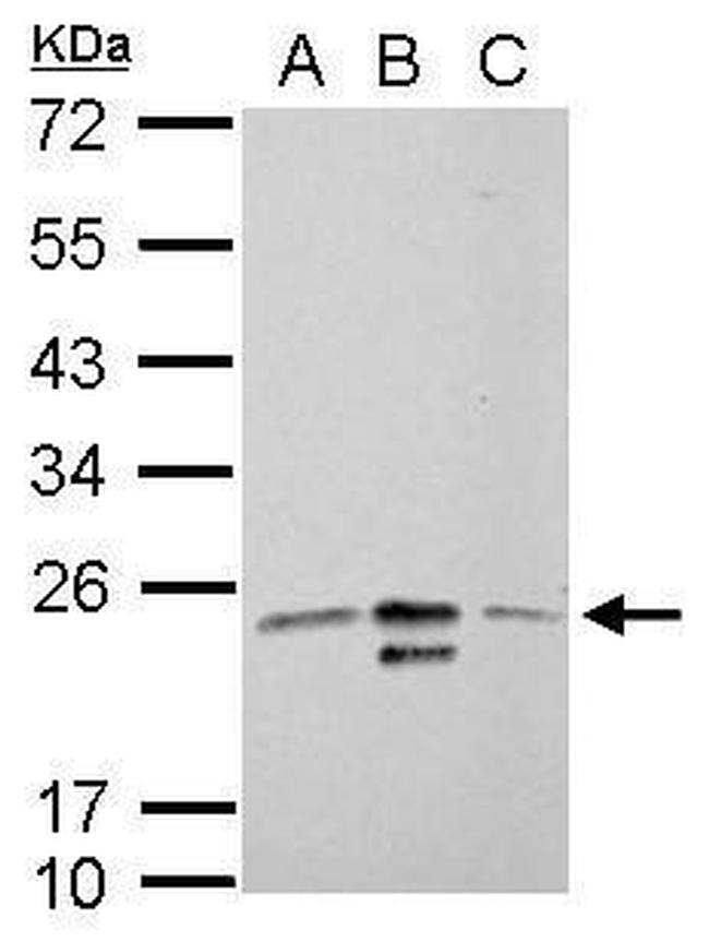 MRRF Antibody in Western Blot (WB)