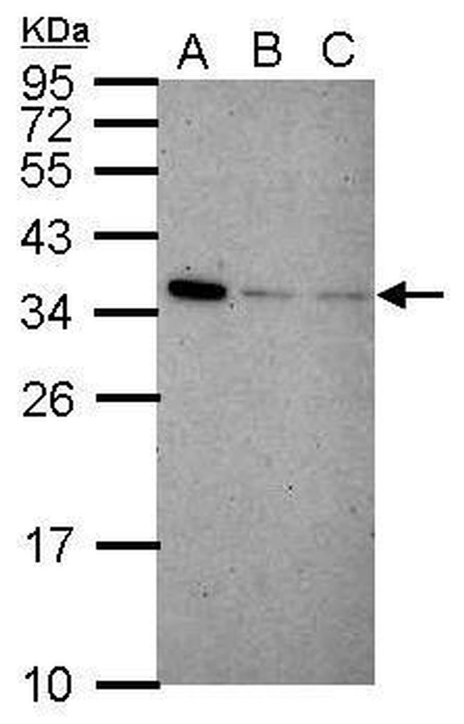 IFI35 Antibody in Western Blot (WB)