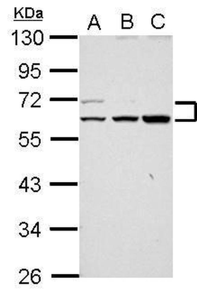 RAPGEFL1 Antibody in Western Blot (WB)