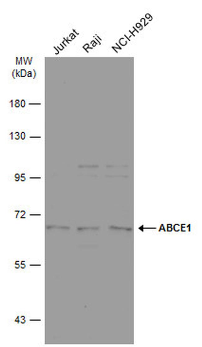 ABCE1 Antibody in Western Blot (WB)