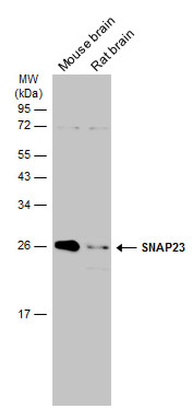 SNAP23 Antibody in Western Blot (WB)