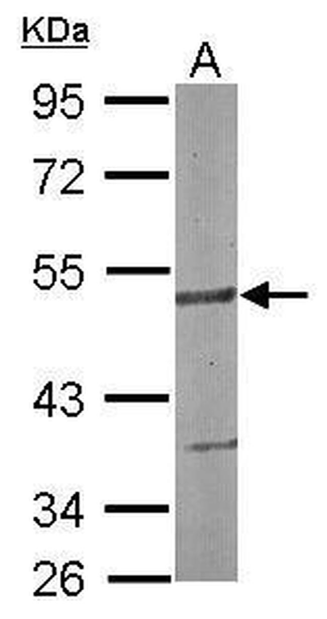 BAF60C Antibody in Western Blot (WB)