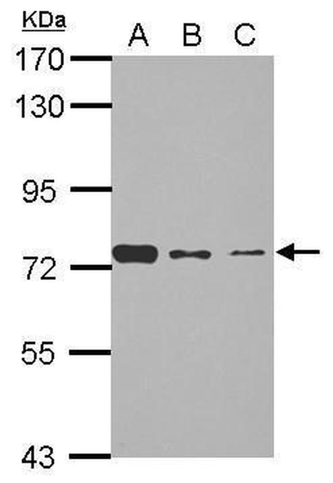 SENP3 Antibody in Western Blot (WB)