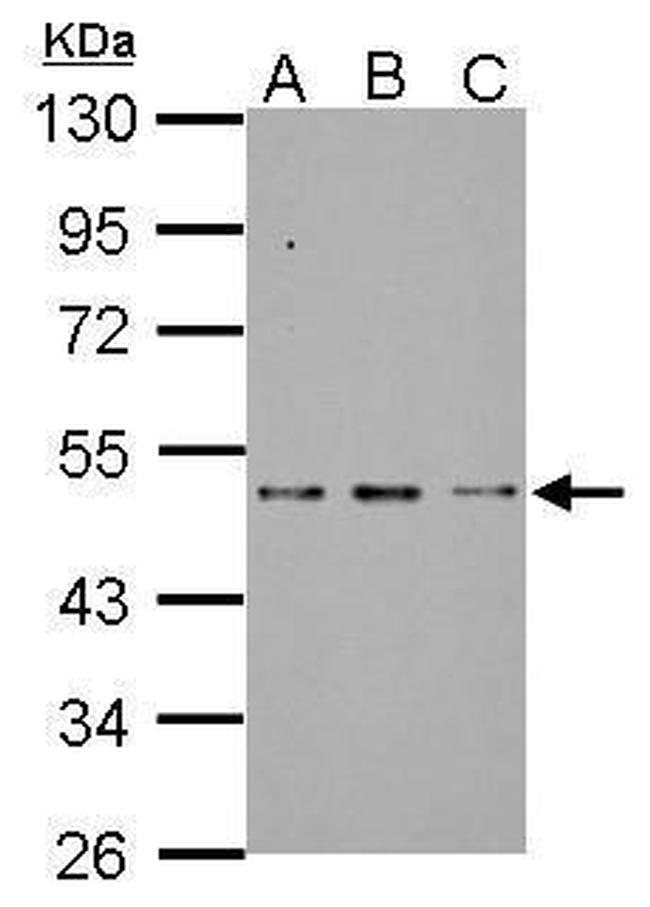 SF3B4 Antibody in Western Blot (WB)