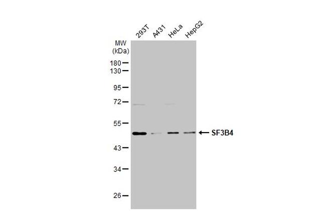 SF3B4 Antibody in Western Blot (WB)