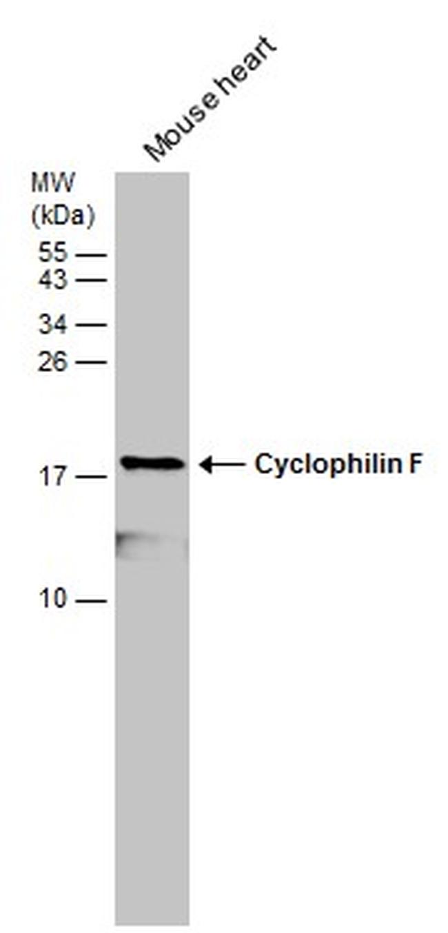 Cyclophilin F Antibody in Western Blot (WB)