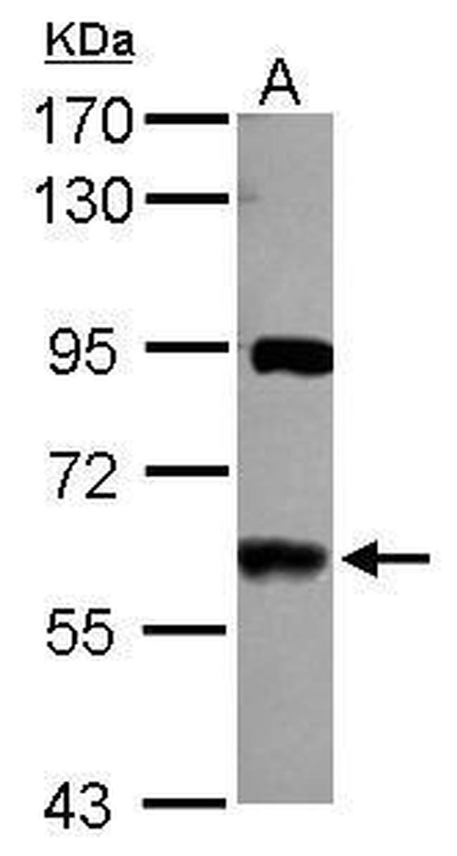 VAM1 Antibody in Western Blot (WB)