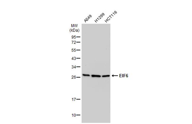 eIF6 Antibody in Western Blot (WB)