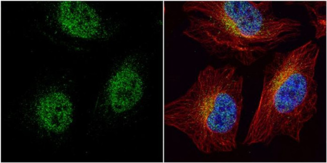 HEY1 Antibody in Immunocytochemistry (ICC/IF)