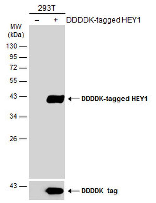 HEY1 Antibody in Western Blot (WB)